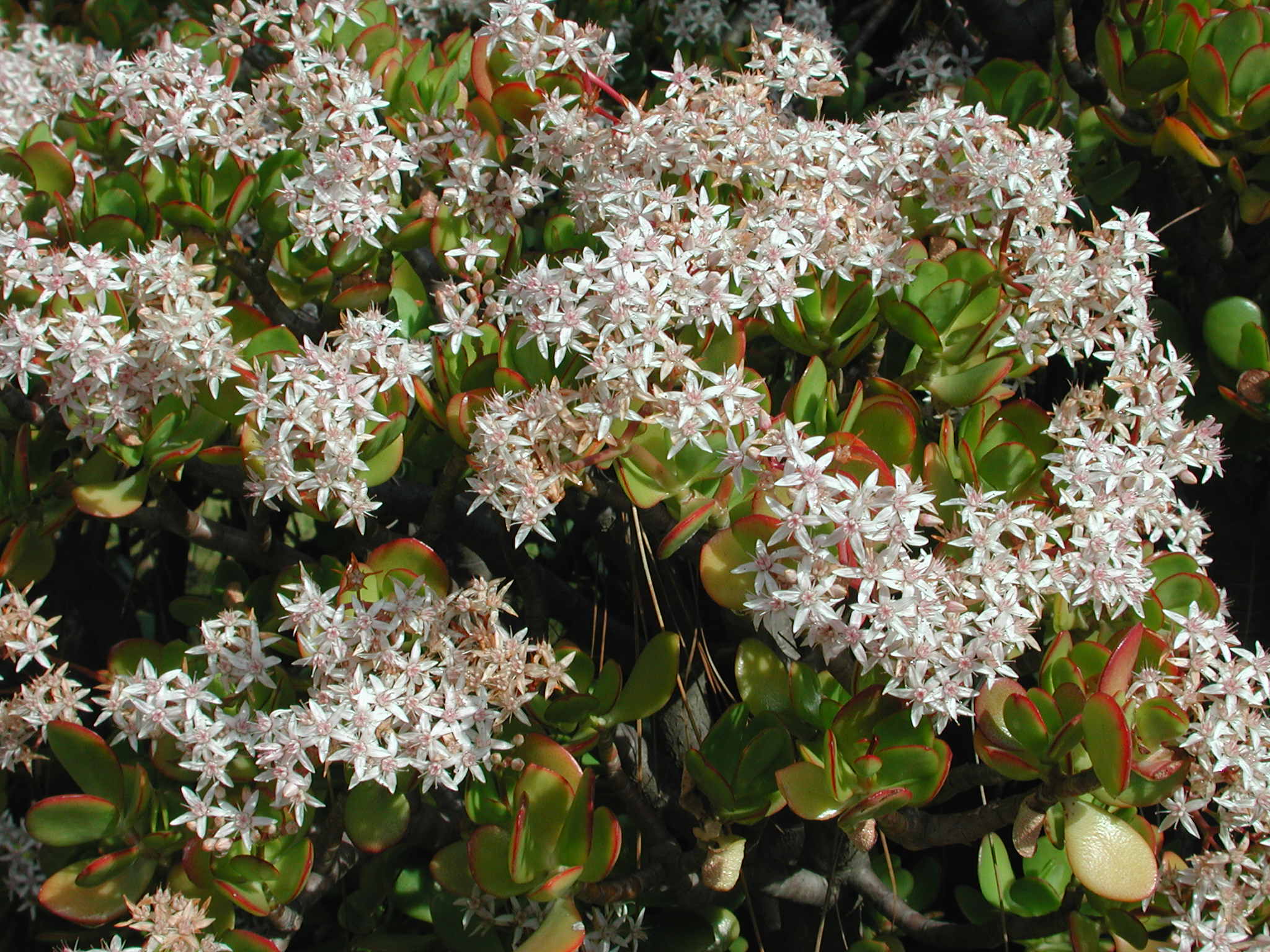 کراسولای نقره ای